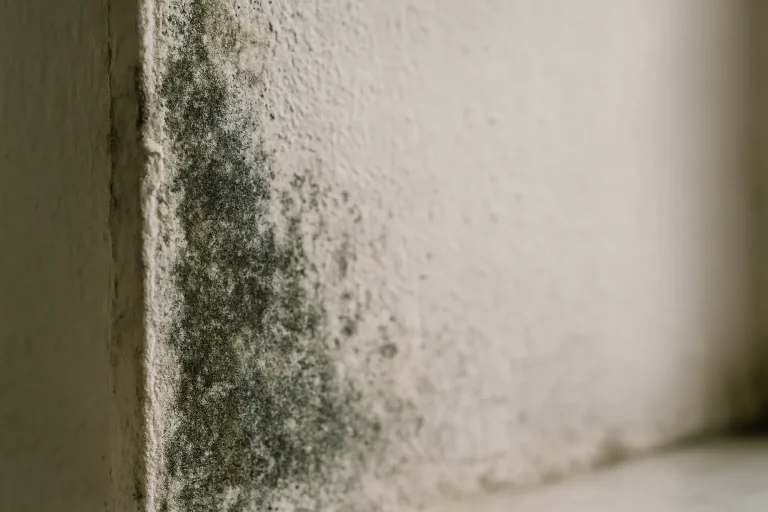 Surface intérieure d'un mur avec moisissure et humidité visible, arrière-plan flou
